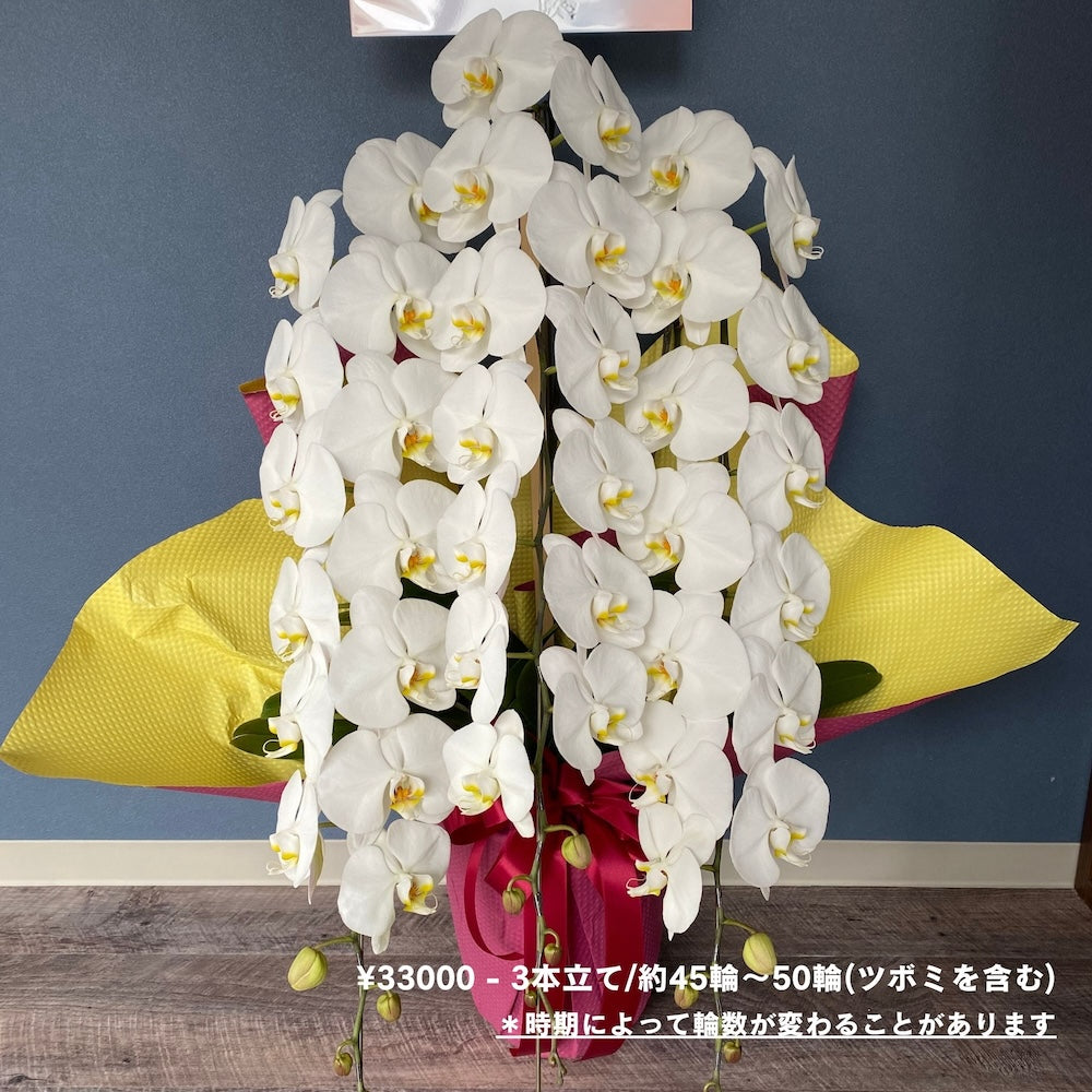 胡蝶蘭 – 大垣花店公式オンラインショップ - 西宮にて創業60年のお花屋さん